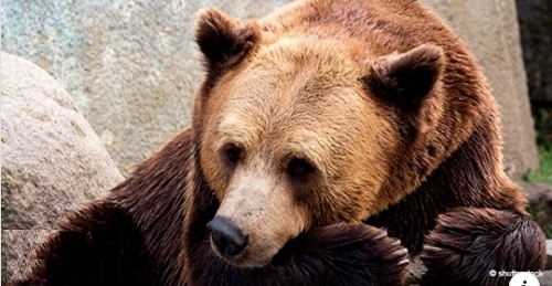 Der Kopenhagener Zoo tötete einen Braunbären und drei Wölfe: “Wir mussten sie töten”